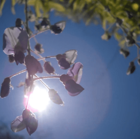 Une fleur devant le ciel bleu