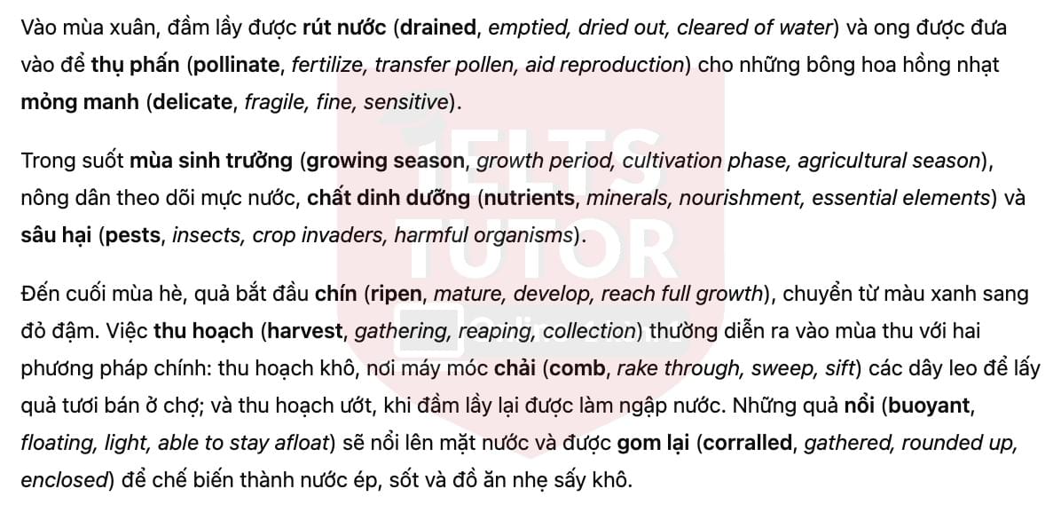🔥Cranberry Fruit Answers with location - Đề luyện tập IELTS READING- Làm bài online format computer-based, kèm đáp án, dịch & giải thích từ vựng - cấu trúc ngữ pháp khó