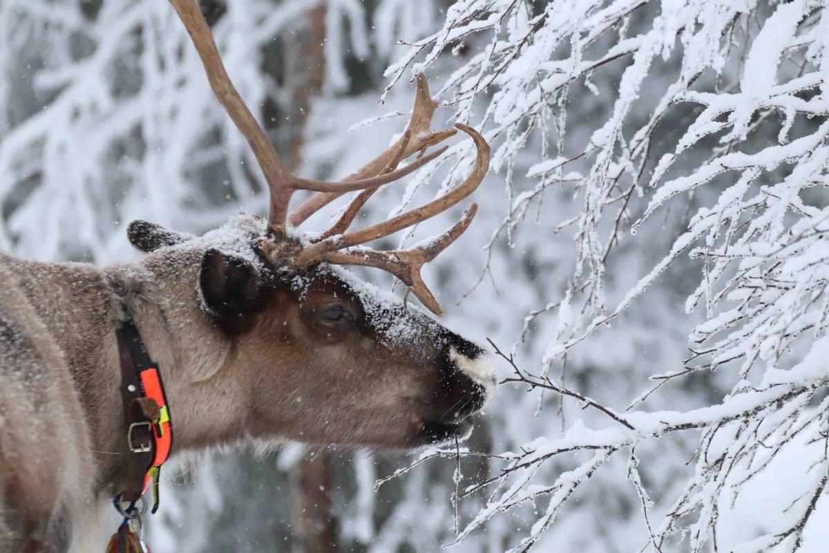 Book a visit to pet, take photos, and learn more about the reindeer’s significance for the Sámi and their living environment. Experience reindeer up close Book a visit of reindeer where you get to pet, take photos and learn more about them and their significance for the Sami and nature