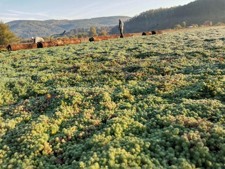 Our designs seamlessly blend architecture with nature. By collaborating with architects and urban planners, we ensure that our landscaping solutions enhance the structural integrity and visual appeal of buildings, creating harmonious environments that inspire. Architectural Integration What We Do Create a modern, clean, and professional website for UTF – a company specializing in roof landscaping and urban space development.The design should feel natural, sustainable, and architectural.Use a color palette of deep green, earthy tones, light gray, and white.Style should be minimal, elegant, and corporate.HEADER (Sticky Navigation)HomeServicesAbout Us (Dropdown: Our Strategy, Our Mentor)Contact Us