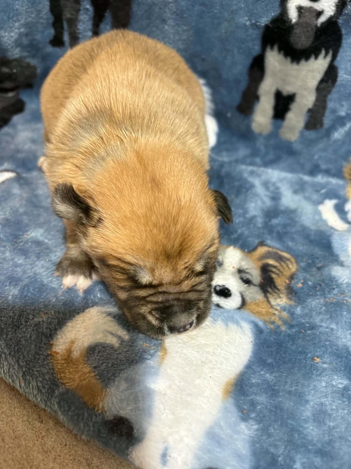 Access valuable resources and guidance on pet care, training, and health to ensure your new furry family member thrives in their forever home. Pet Care Resources Our Mission Connect furbabies to forever homes