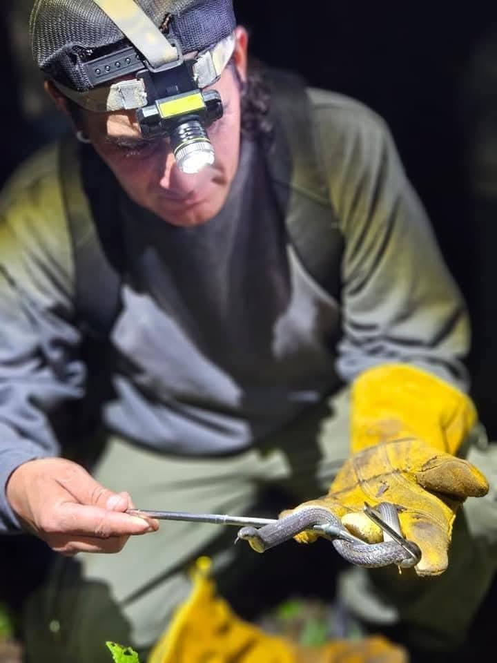 Our mission is to provide expert advice on herpetofauna, including the safe handling of snakes and the use of antivenoms. We are dedicated to offering effective and safe solutions for the mobilization and containment of these reptiles, ensuring the safety of people and animals. Guardians of the East Specialized Advice Advisory on Herpetofauna, antivenoms, and equipment for mobilization and containment of snakes