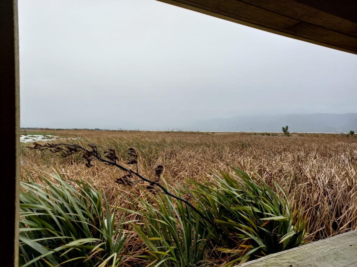 Wairio and Boggy Pond Walk