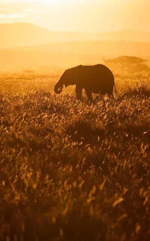 Young elephant seen on safari during the sunset Young elephant seen on safari during the sunset