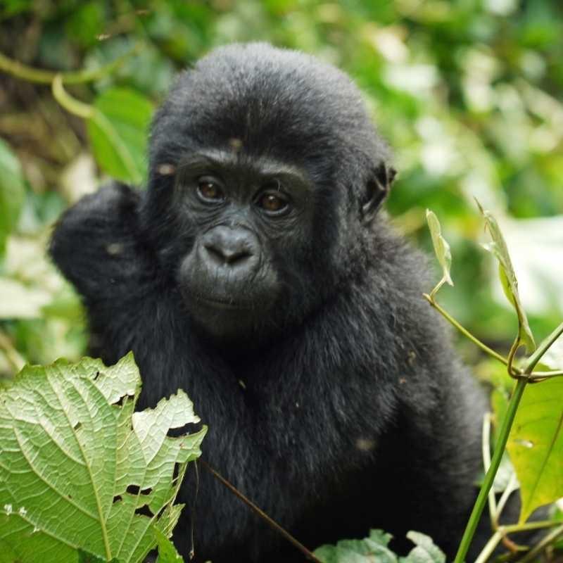 Young gorilla in a forest Young gorilla in a forest