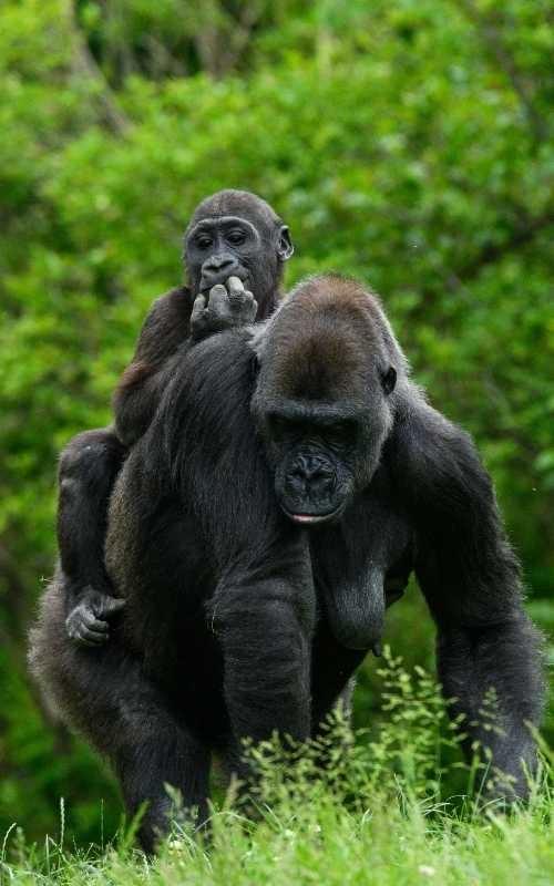 Baby gorilla and mother seen on safari Baby gorilla and mother seen on safari