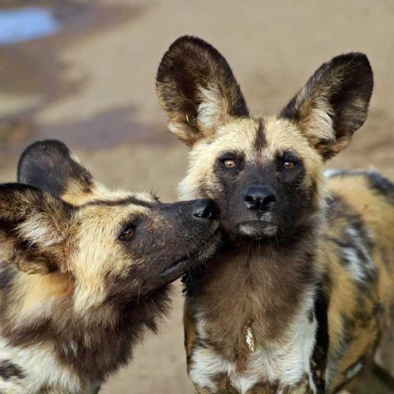 African Wild Dog seen on safari African Wild Dog seen on safari