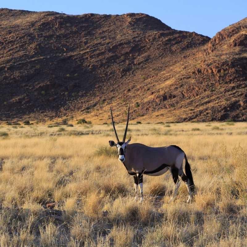 Oryx seen on safari in Nambia Oryx seen on safari in Nambia