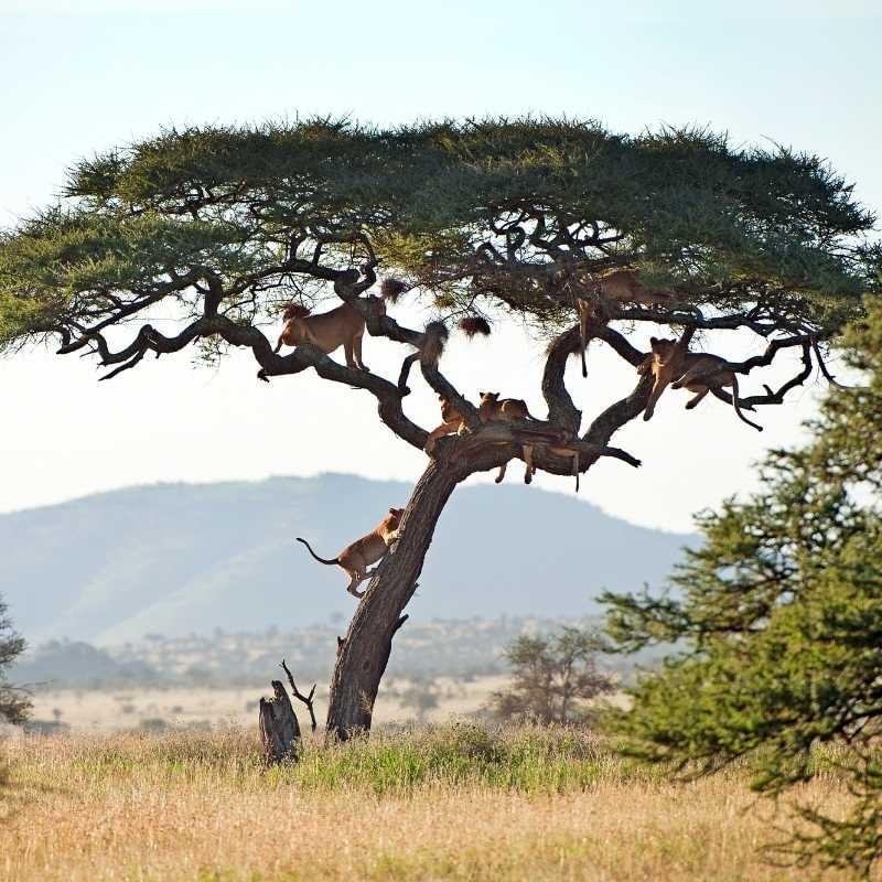 Pride of lions seen on safari in the Serengeti Pride of lions seen on safari in the Serengeti