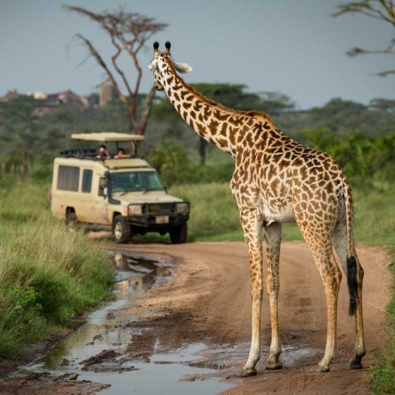 Safari jeep encounters a giraffe in Africa Safari jeep encounters a giraffe in Africa