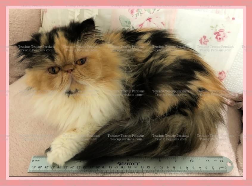 Adult Teacup Persian cat lying beside a 12-inch ruler for size reference.