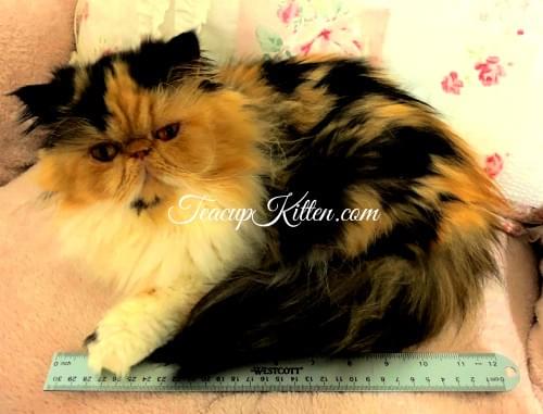 Adult Teacup Persian cat lying beside a 12-inch ruler for size reference.