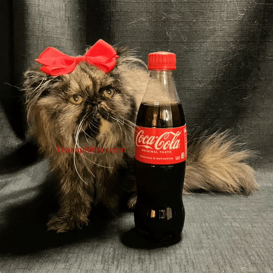 A 6 month old Teacup Persian kitten sitting beside a 9-inch tall Coca-Cola bottle  for size reference.