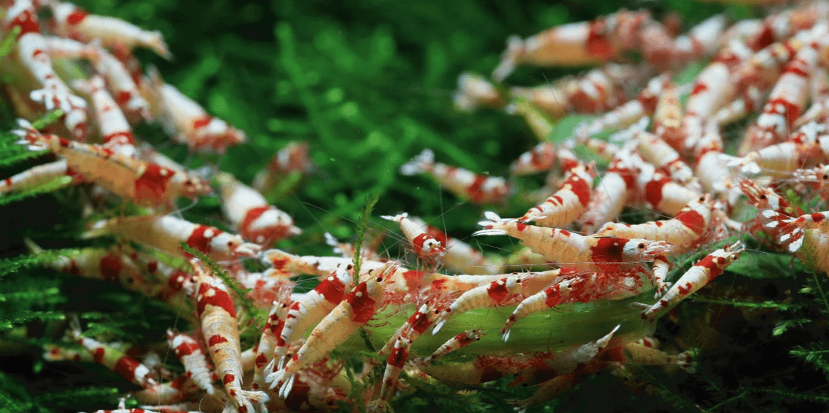 As experts in international trade and brand representation, we will introduce our products and services. Our vision This is a company in Japan, based on international trade, international agency, business agency, brand agency, product and technology development agency transfer as its core business. Currently, in addition to being the trustee of Japanese business for many companies outside Japan, the main trade sales wholesale and retail sectors are two large areas: office and daily necessities and aquatic products ornamental shrimp. There is no exclusion of increasing business content in the future. The current idea is to develop independent sites under different secondary domains based on the scope of business on the main page.