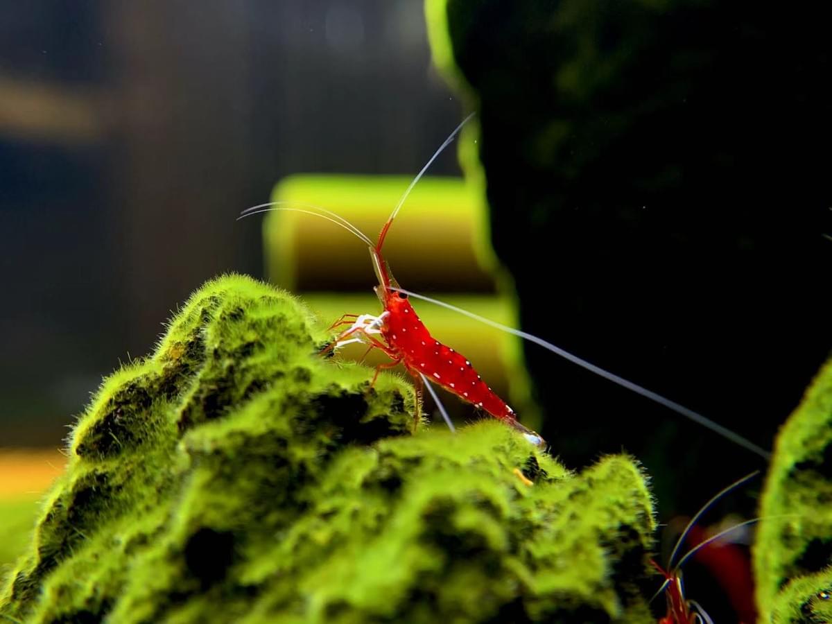 As experts in international trade and brand representation, we will introduce our products and services. Our vision This is a company in Japan, based on international trade, international agency, business agency, brand agency, product and technology development agency transfer as its core business. Currently, in addition to being the trustee of Japanese business for many companies outside Japan, the main trade sales wholesale and retail sectors are two large areas: office and daily necessities and aquatic products ornamental shrimp. There is no exclusion of increasing business content in the future. The current idea is to develop independent sites under different secondary domains based on the scope of business on the main page.