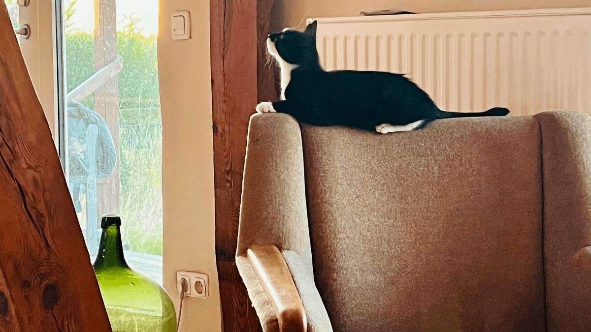 pet-friendly sofa fabric with scratch-resistant and stain-resistant features