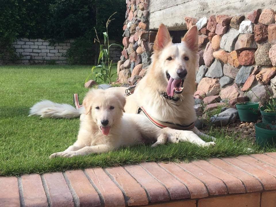 Experience personalized training that keeps your dog active and healthy Enhance Your Dog's Fitness with Onsite Treadmill Sessions Providing onsite treadmill sessions for dogs