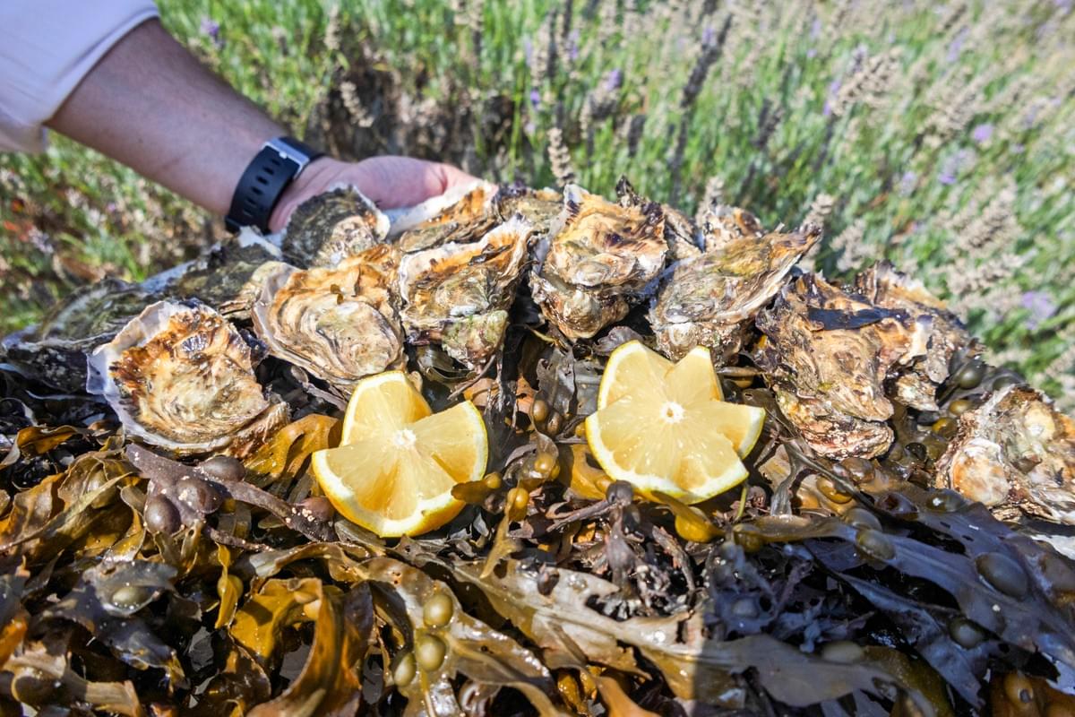 Huîtres sur lit d'algues et citrons