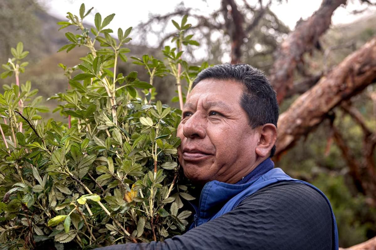 Constantino Aucca Chutas is a Peruvian biologist and conservationist who has dedicated his life to the restoration of Andean forests, with a particular focus on securing vital water resources for local communities. As the founder of Asociación Ecosistemas Andinos (ECOAN) and co-founder of Acción Andina, he has led efforts to plant nearly 10 million native trees across the Andes, which play a crucial role in maintaining the water cycle and ensuring the availability of clean water in the region. His work combines ancient Incan knowledge with modern conservation techniques, creating sustainable practices for water conservation in a rapidly changing climate. By engaging over 25,000 Indigenous families, Aucca's initiatives promote not only climate resilience but also a deeper connection to water and land stewardship, restoring the ecosystems that are vital for both human and environmental health. His impact has been recognized globally, earning him accolades such as the 2022 United Nations' Champions of the Earth Award and the 2023 Rolex Award for Enterprise.
