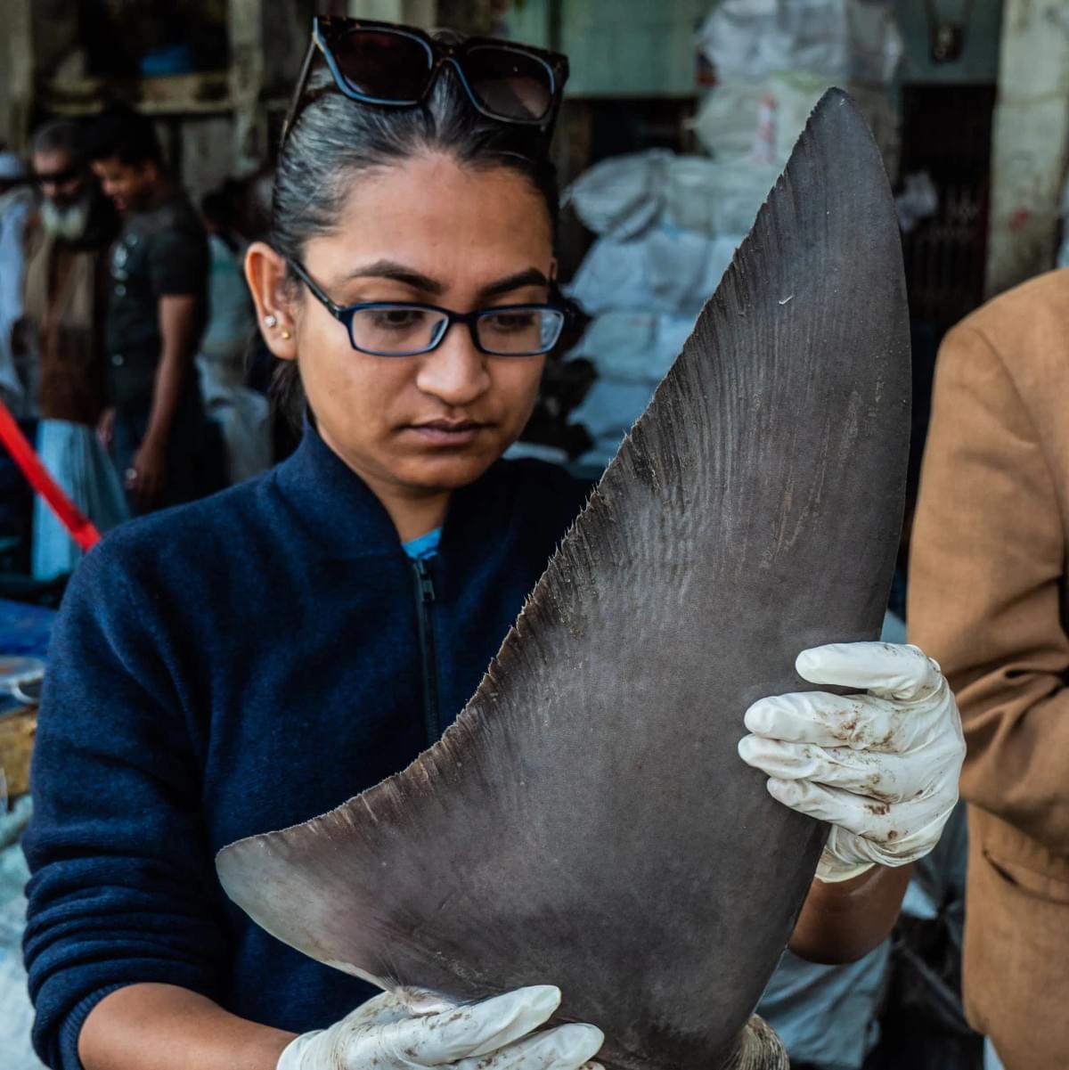 Sawfish Detective - investigation work along with Dr Ruth Leeney, empowering and inspiring these women to give these weird and wonderful creatures a chance of survival. With more conscious fishermen sawfishes have a greater chance of survival. And it’s proof that in a male-dominated industry, a network of women supporting each other is vital.