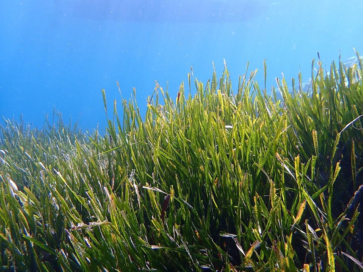 Posidonia seagrass, often called the "lungs of the Mediterranean," is one of the most vital marine ecosystems on Earth. These ancient underwater meadows play a crucial role in carbon sequestration (blue carbon), coastal protection, and marine biodiversity, offering a habitat for countless species. Despite covering less than 0.2% of the ocean floor, seagrass meadows, including Posidonia, account for approximately 10-18% of the total oceanic carbon burial. They can store up to 83,000 metric tons of carbon per square kilometer—up to 35 times more efficiently than tropical rainforests. In addition to their climate benefits, Posidonia seagrass meadows help filter water, stabilize shorelines, and protect coastal communities from erosion and storms. However, they face severe threats from coastal development, pollution, and climate change. Conservation efforts are crucial to preserving these underwater forests, ensuring ocean resilience, and safeguarding their role in fighting climate change.