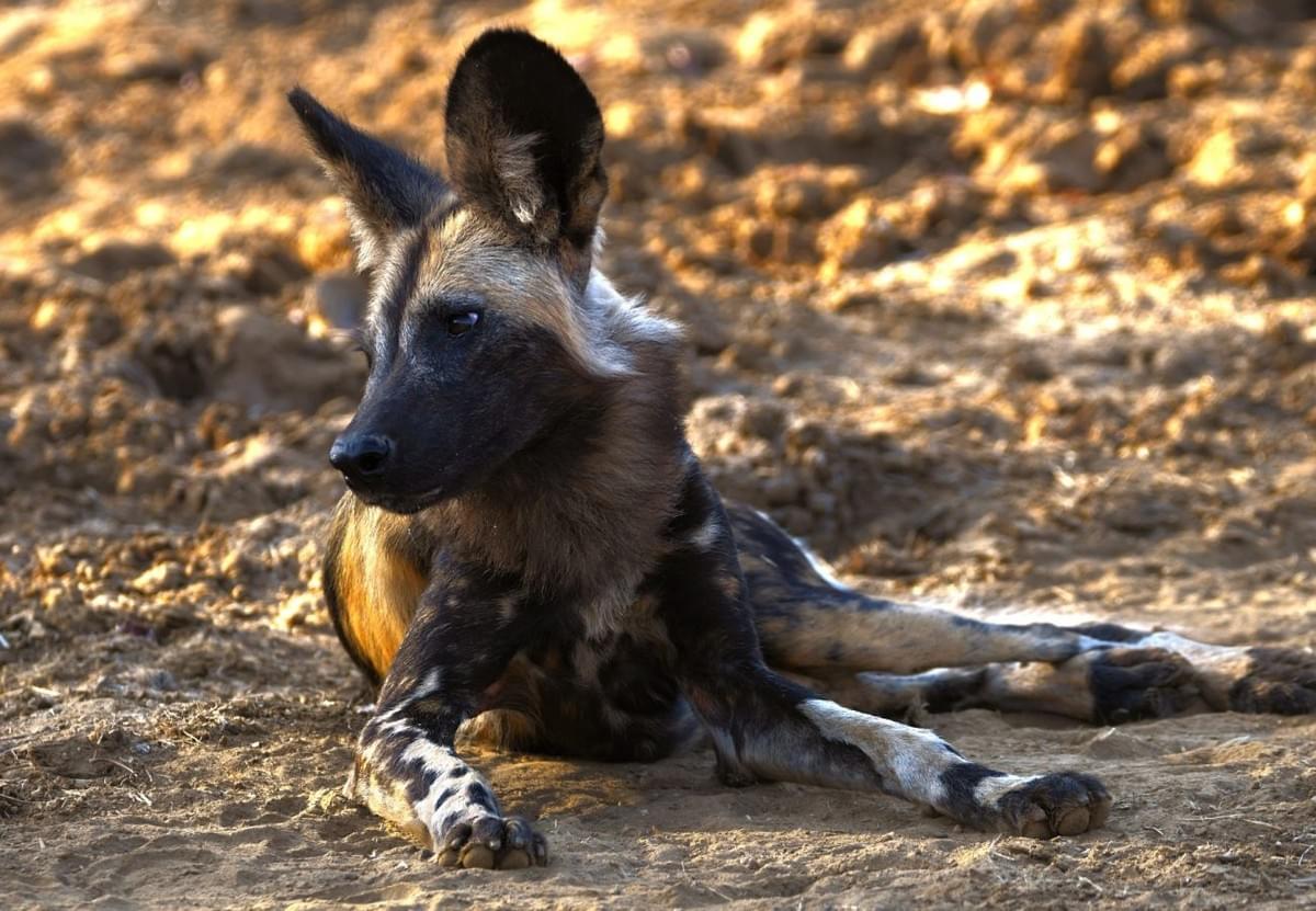 Experience unforgettable safaris and guided tours tailored just for you Discover the World with Expert Tours Tours & Safaris Experience unforgettable safaris and guided tours tailored just for you Discover the World with Expert Tours Tours & Safaris