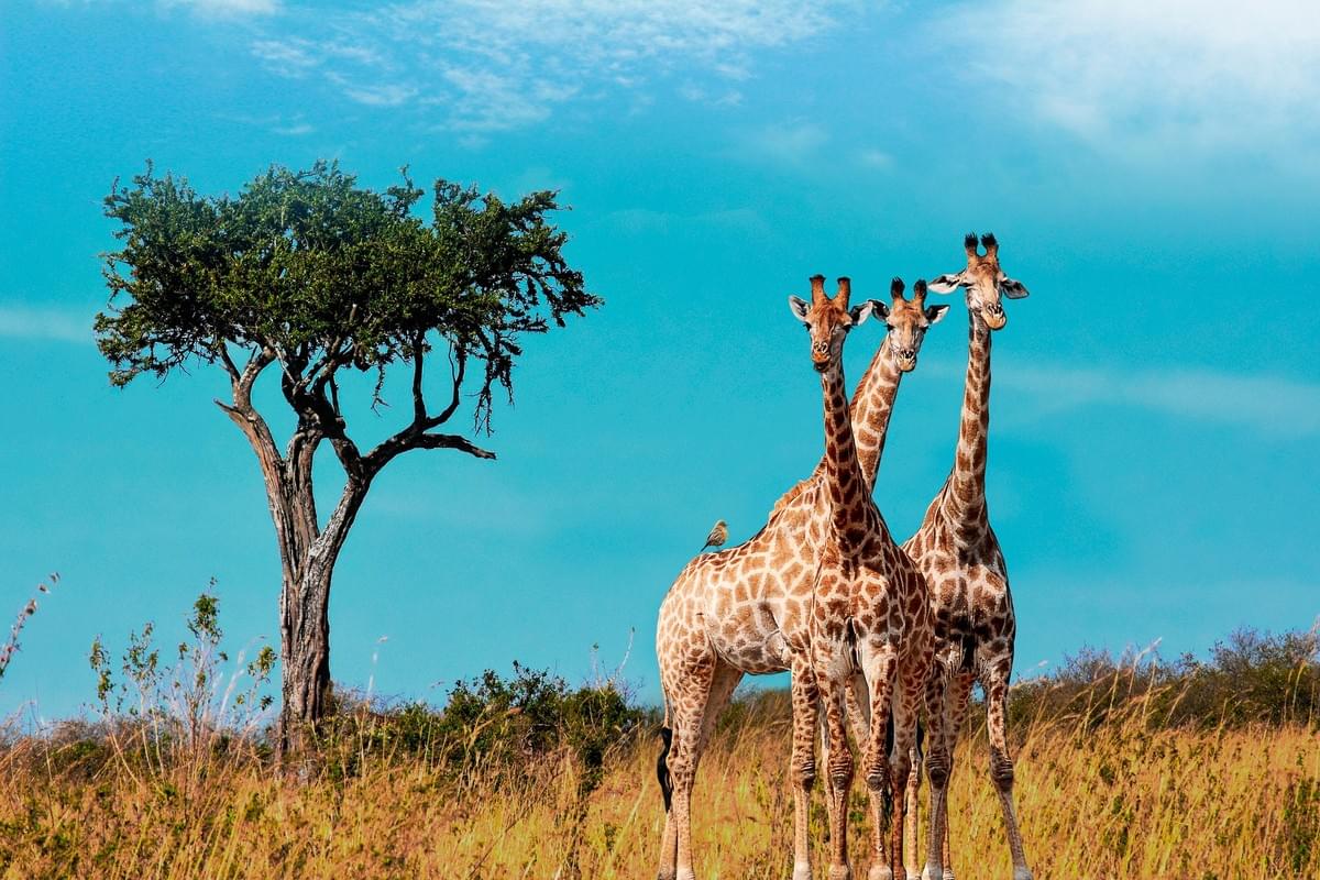 Experience unforgettable safaris and guided tours tailored just for you Discover the World with Expert Tours Tours & Safaris Experience unforgettable safaris and guided tours tailored just for you Discover the World with Expert Tours Tours & Safaris