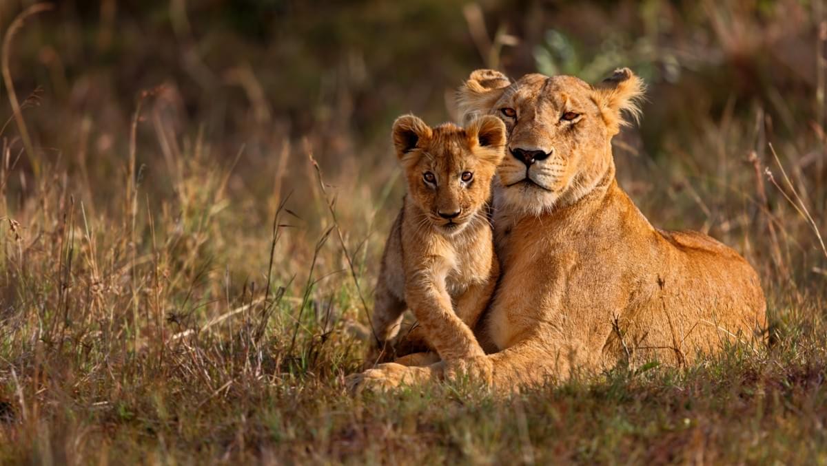 Experience unforgettable safaris and guided tours tailored just for you Discover the World with Expert Tours Tours & Safaris Experience unforgettable safaris and guided tours tailored just for you Discover the World with Expert Tours Tours & Safaris