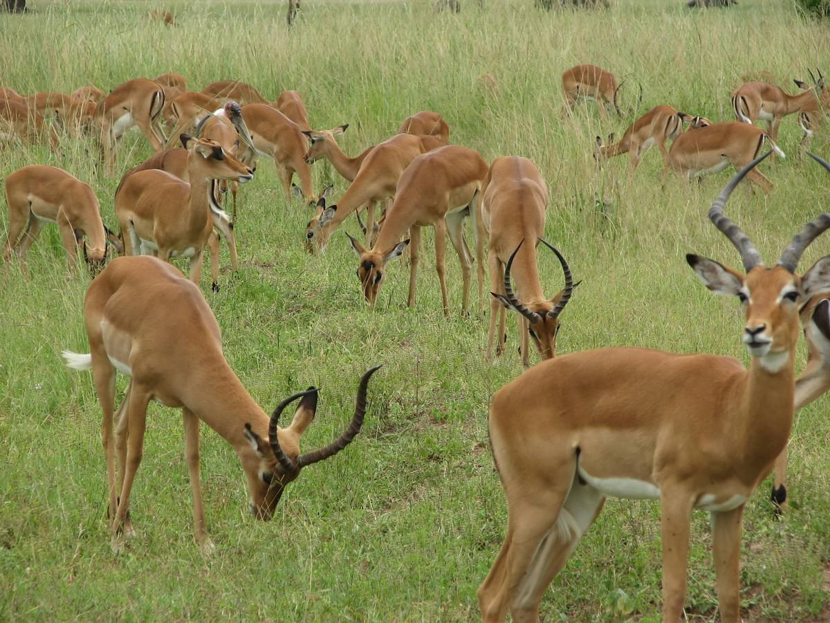 Experience unforgettable safaris and guided tours tailored just for you Discover the World with Expert Tours Tours & Safaris Experience unforgettable safaris and guided tours tailored just for you Discover the World with Expert Tours Tours & Safaris