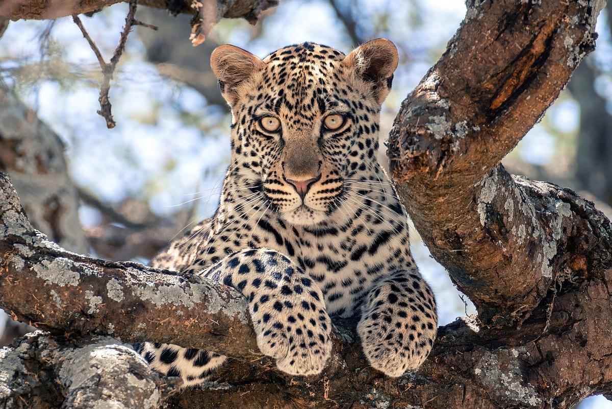 Experience unforgettable safaris and guided tours tailored just for you Discover the World with Expert Tours Tours & Safaris Experience unforgettable safaris and guided tours tailored just for you Discover the World with Expert Tours Tours & Safaris