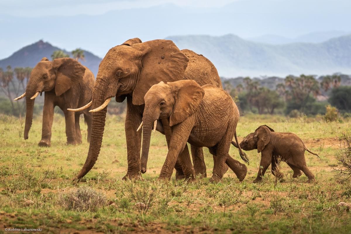 Experience unforgettable safaris and guided tours tailored just for you Discover the World with Expert Tours Tours & Safaris Experience unforgettable safaris and guided tours tailored just for you Discover the World with Expert Tours Tours & Safaris