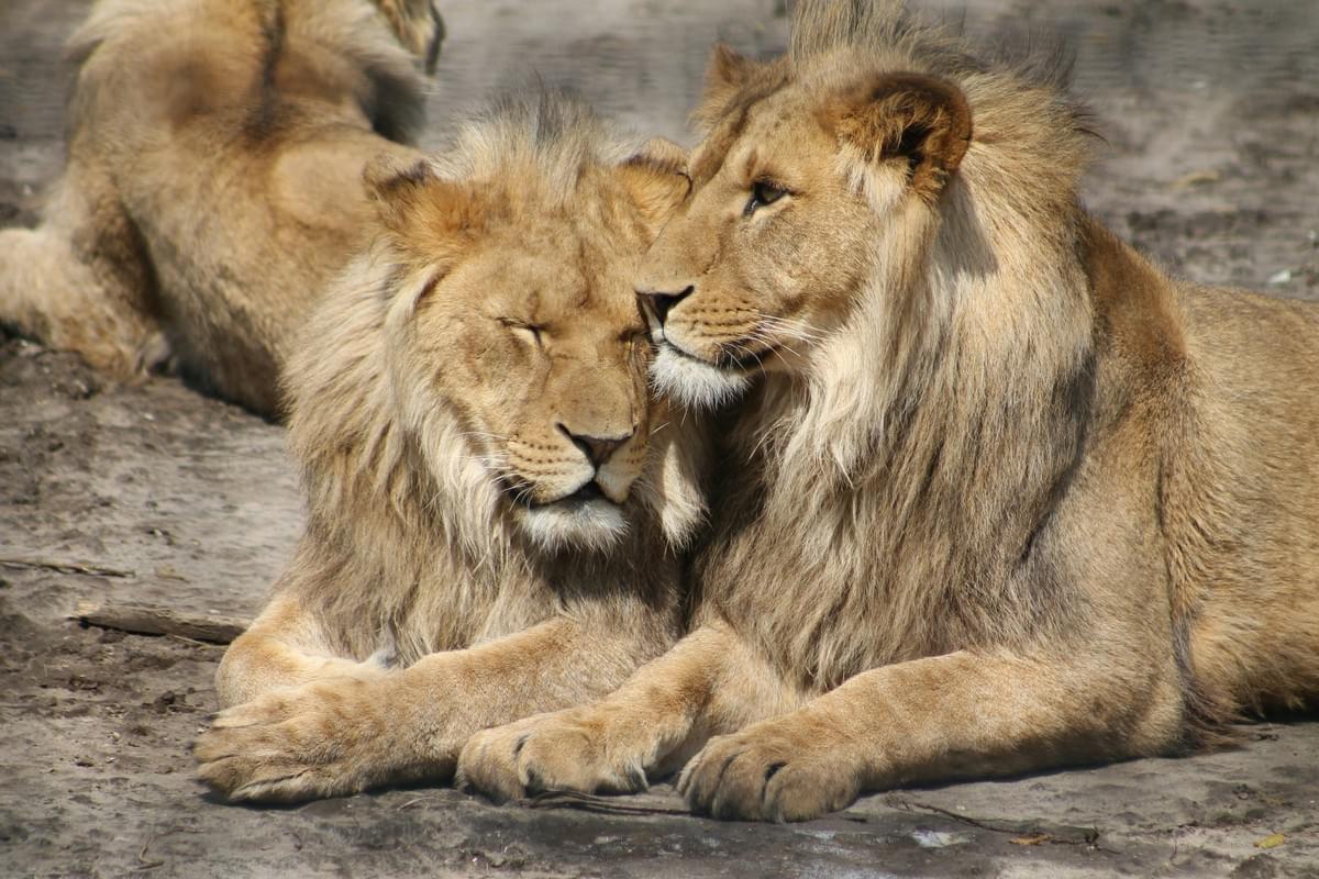 Enjoy private tours, gourmet dining, and unique activities that elevate your travel experience to new heights. Exclusive Experiences Our Exclusive Experiences A Luxury tour company