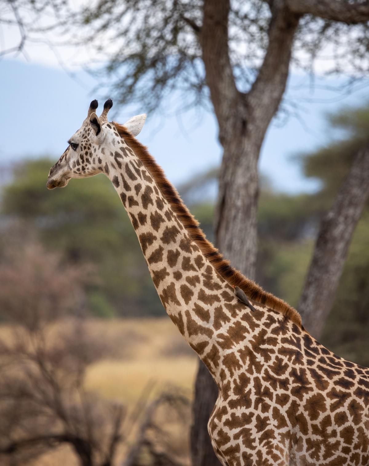 We craft bespoke travel plans that reflect your preferences, ensuring an unforgettable journey through luxury and comfort. Personalized Itineraries Our Exclusive Experiences A Luxury tour company