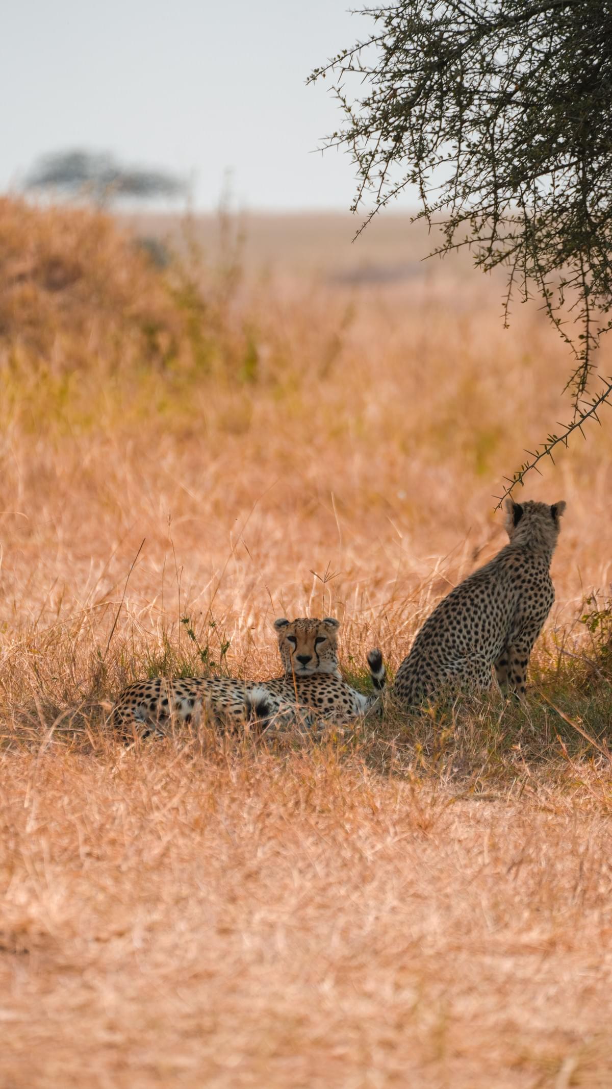Stay in the world's finest hotels, resorts, and private villas, designed to provide elegance and exclusivity at every step. Luxury Accommodations Our Exclusive Experiences A Luxury tour company