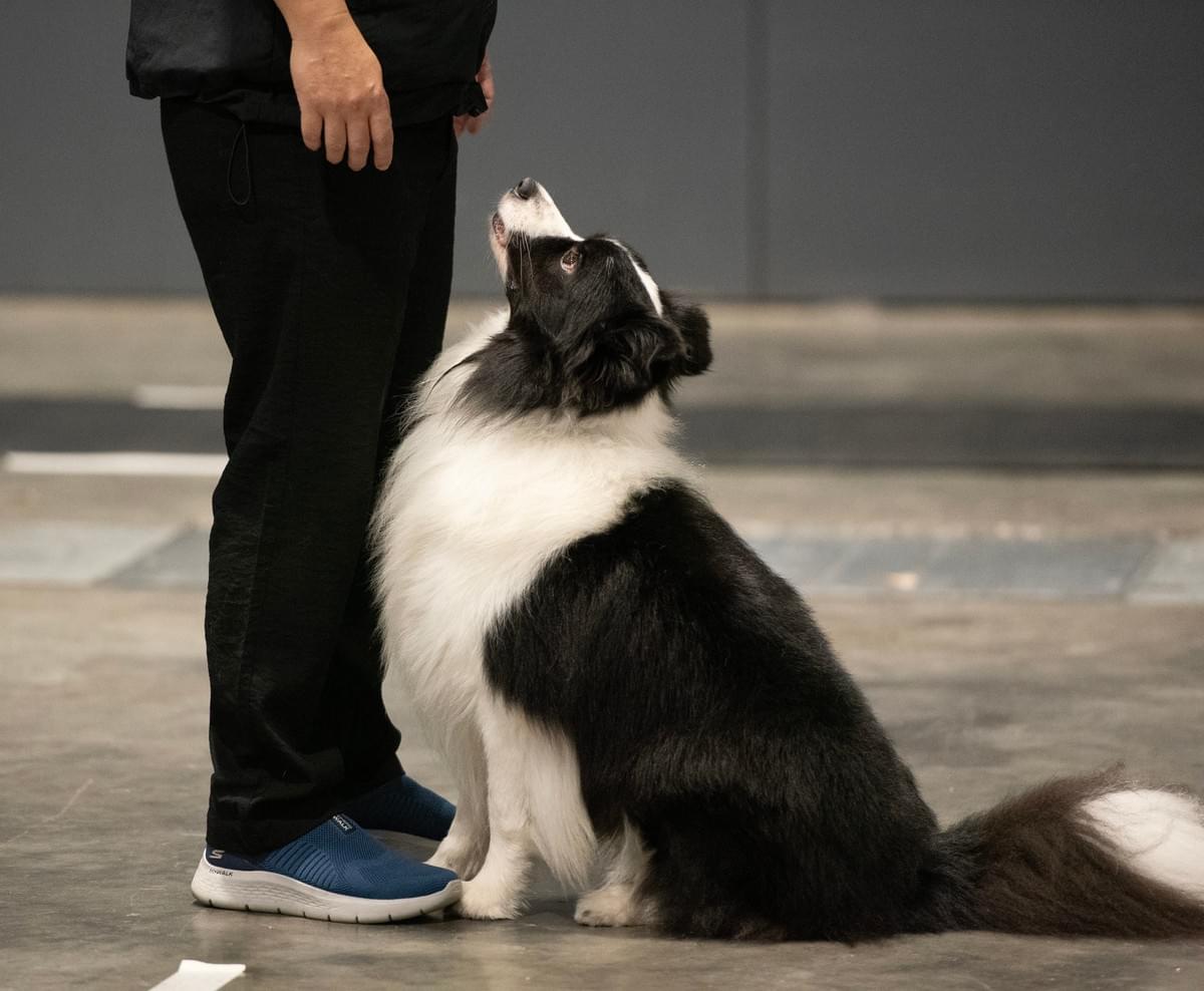 Starting your puppy on the right path is crucial. Our specialized programs for puppies include socialization, basic training, and guidance for new owners, ensuring your furry friend grows into a confident, well-adjusted adult dog. Puppy Development What We Do Relationship-Based Dog Training for  Family Pets & Puppies

Clear communication. Strong relationships. Reliable results.

At K9Coach, we help owners train calm, confident, and well-mannered dogs through a relationship-based approach that balances structure, motivation, and clear guidance.
Whether you’re raising a puppy, living with a family companion, or training a sport dog, we focus on skills that work in real everyday life — not just in class.

✔ Family Pets • ✔ Puppies •