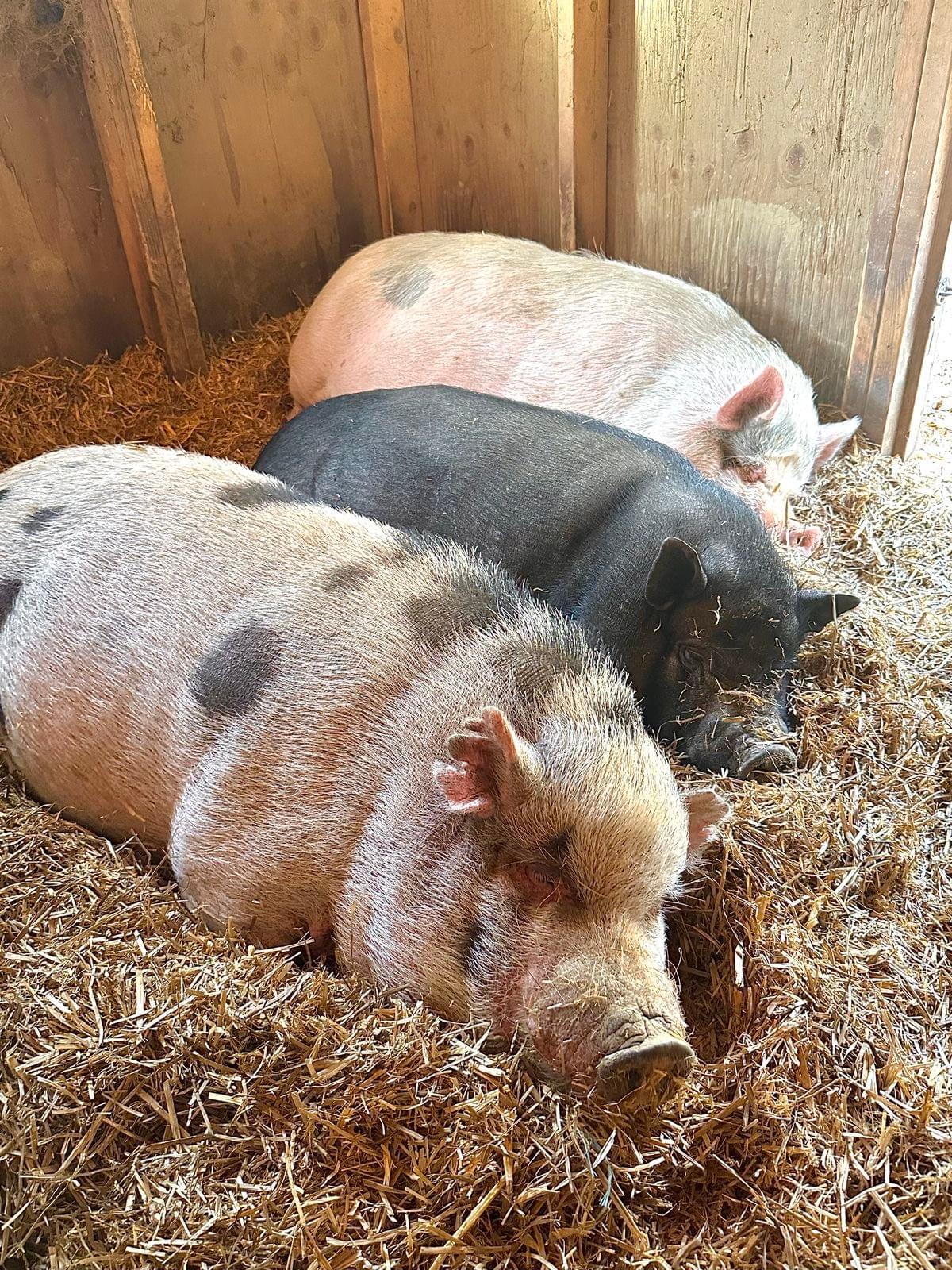 Premium Farm-Raised Pigs