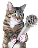 Cats interview