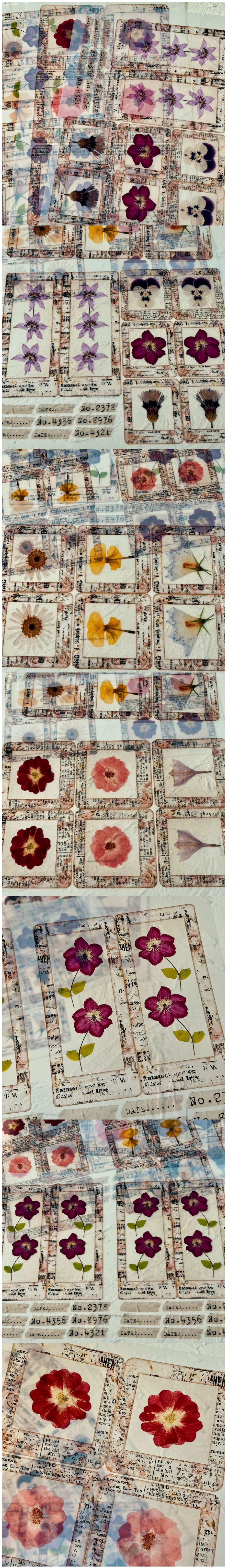 Pressed Botanical Flowers Film & Acetate (28-5)