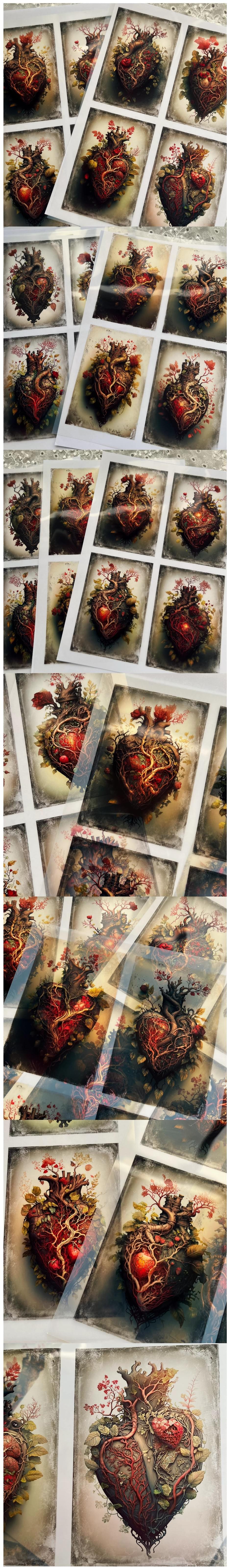 Anatomical Heart & Botanical Transparencies (25-4)