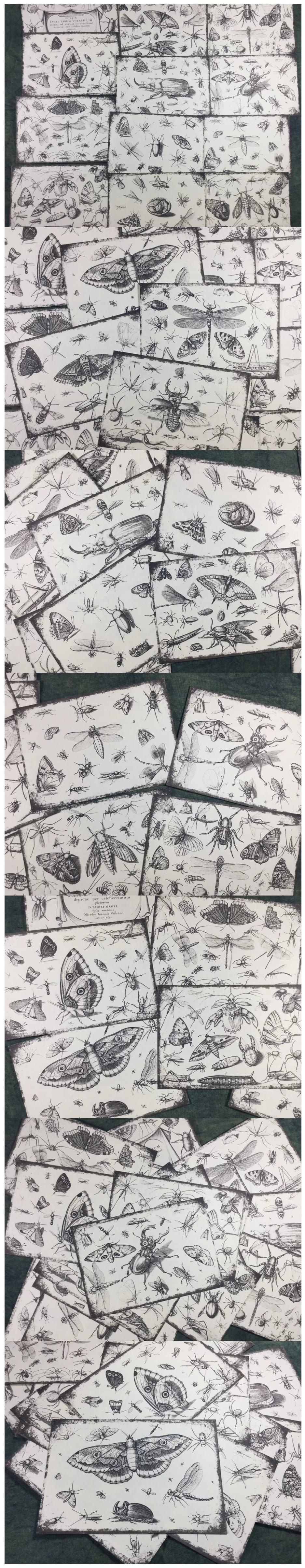 Retro Butterflies & Woodland Wilderness Ephemera (10-90)