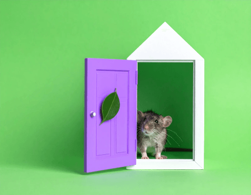 La petite souris