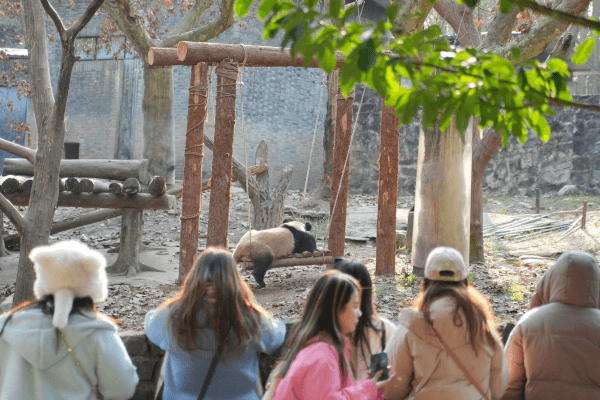 中國保護大熊貓研究中心都江堰基地