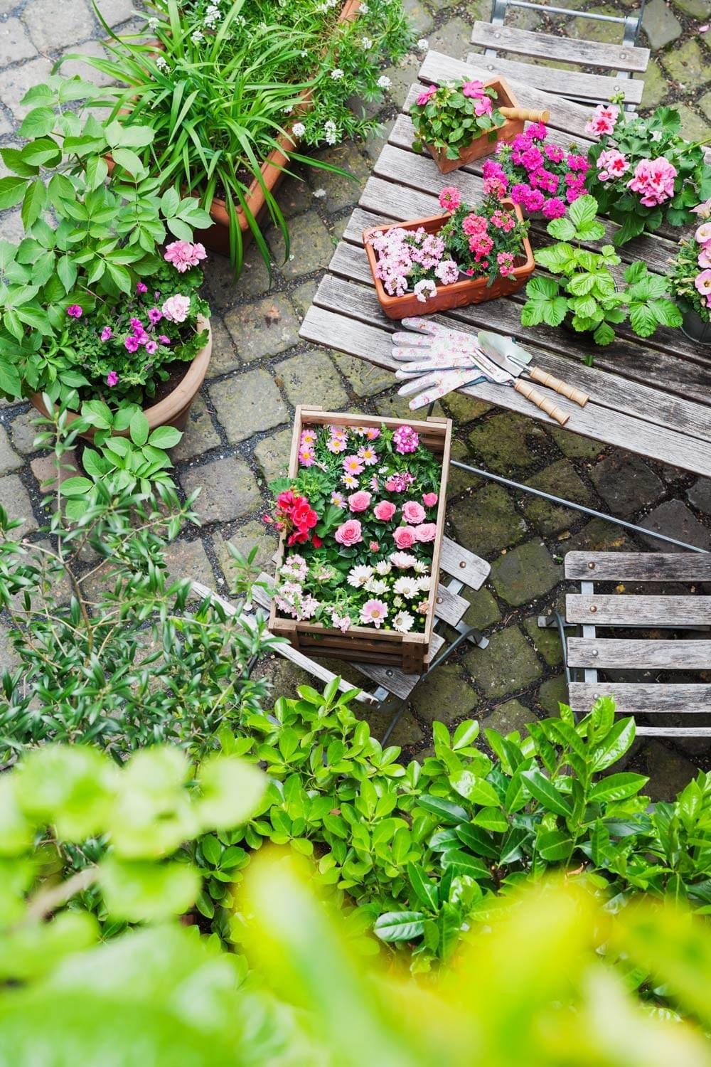 Pink flowers and gardening gloves in a potted flower garden - dementia care training