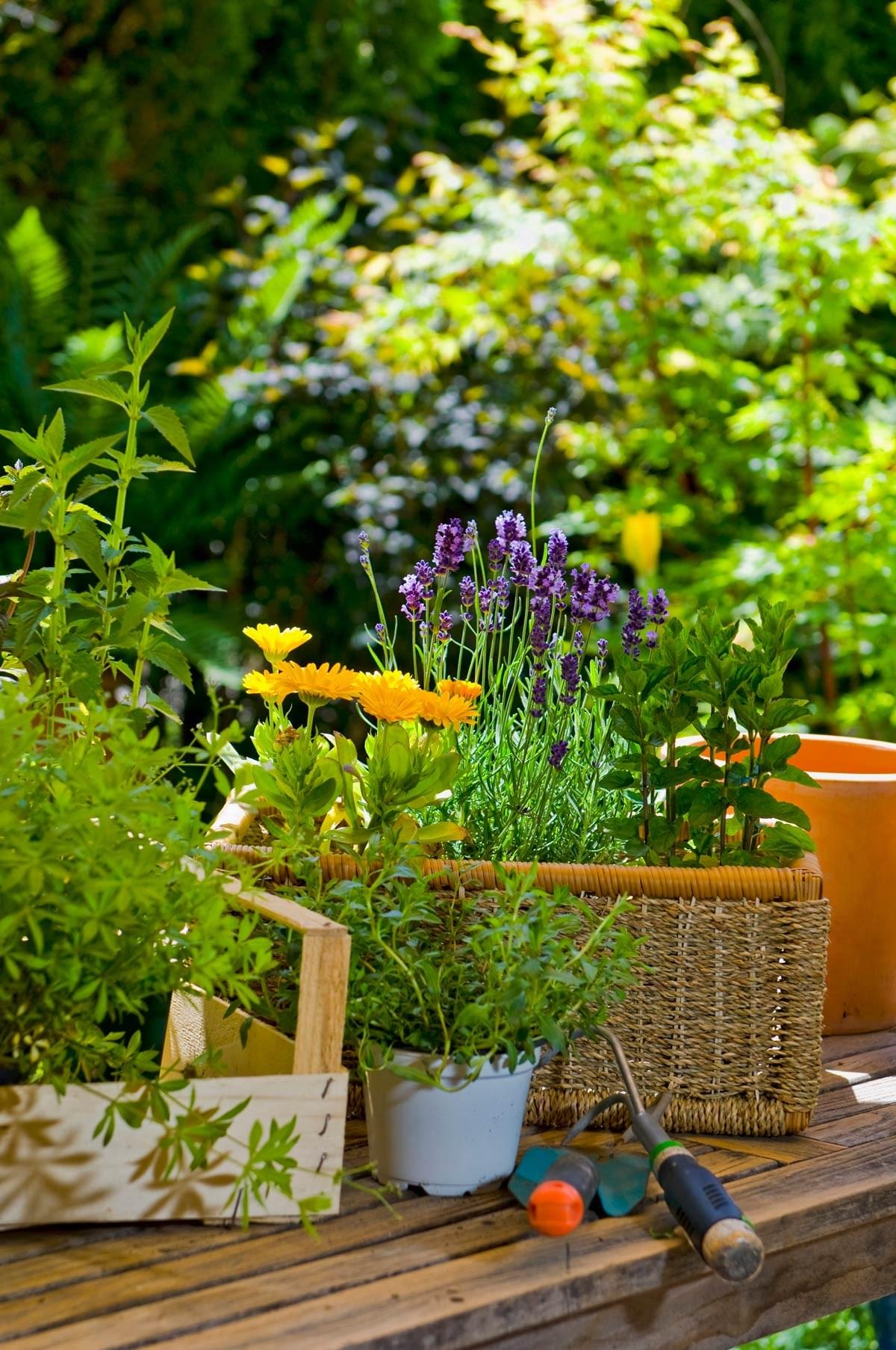 Purple and yellow flowers sit in a basket on a gardening table - certified aging in place specialist