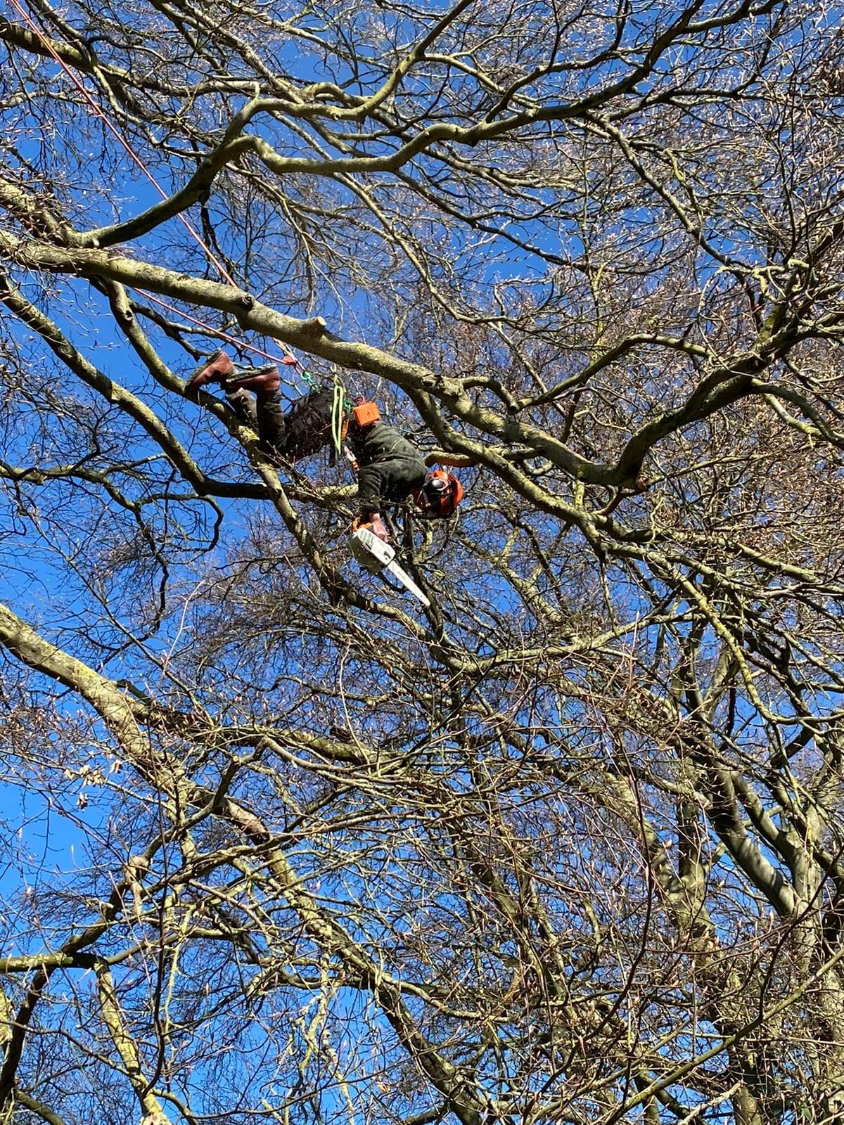 Tree Pruning