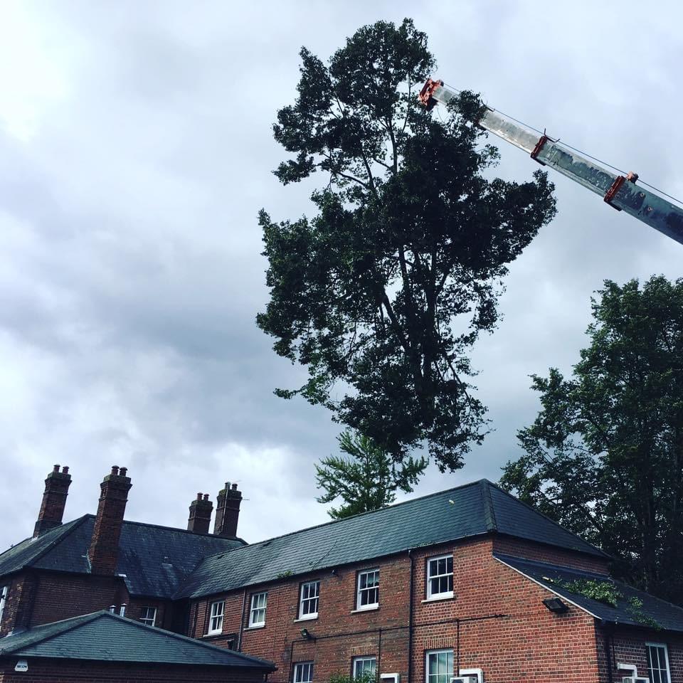 Tree Removal