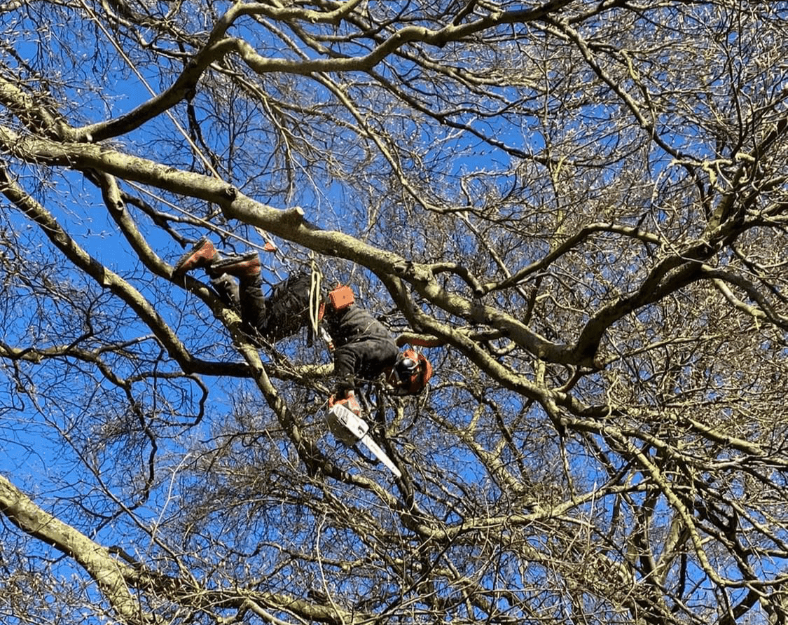 We connect local residents with tree surgeons who provide free firewood, helping you stay warm while supporting sustainable practices. Free Firewood What We Offer this is where people located within 30 miles of fakenham, norfolk, uk can submit their details to receive free fire wood and woodchip from tree surgeons