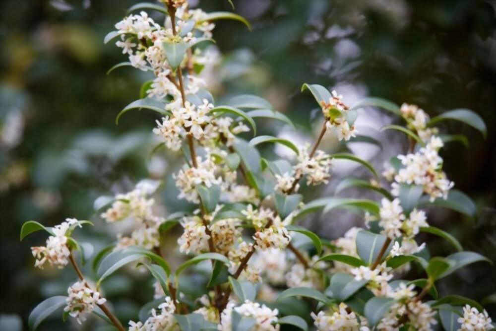 Osmanthus Burkwoodii | Hedge Plants