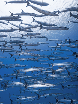 石垣島自潛Ishigaki freediving