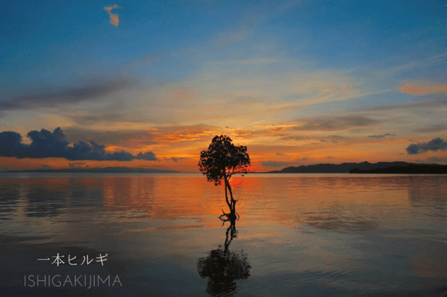 石垣島自潛 Ishigaki freediving